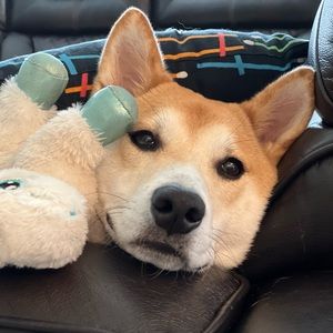 Meet your Posher, Shen